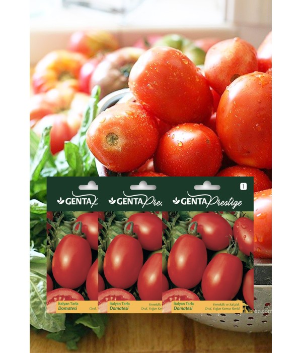 Genta - Yemeklik ve Salçalık Oval İtalyan Tarla Domatesi Tohumu Genta - Yemeklik ve Salçalık Oval İtalyan Tarla Domatesi Tohumu