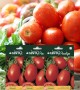 Genta - Yemeklik ve Salçalık Oval İtalyan Tarla Domatesi Tohumu Genta - Yemeklik ve Salçalık Oval İtalyan Tarla Domatesi Tohumu
