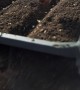 Genta - Sulu ve Lezzletli Kokteyl Domates Tohumu Genta - Sulu ve Lezzletli Kokteyl Domates Tohumu