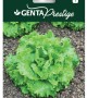 Genta - İnce Yapraklı ve Sıcağa Dayanıklı Kıvırcık Marul Tohumu Genta - İnce Yapraklı ve Sıcağa Dayanıklı Kıvırcık Marul Tohumu