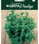 Genta - Kokulu ve Yüksek Aromalı Nane Tohumu Genta - Kokulu ve Yüksek Aromalı Nane Tohumu