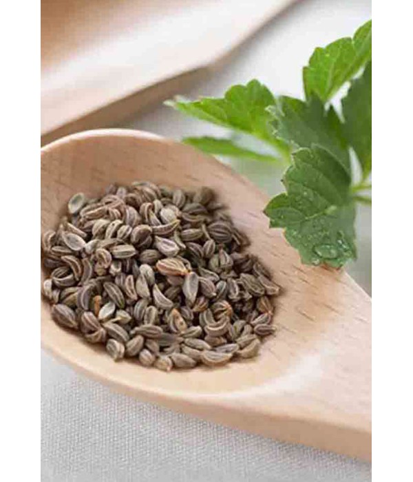 Genta - Yoğun Aromalı İri Yapraklı İtalyan Maydanoz Tohumu Genta - Yoğun Aromalı İri Yapraklı İtalyan Maydanoz Tohumu