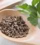 Genta - Yoğun Aromalı İri Yapraklı İtalyan Maydanoz Tohumu Genta - Yoğun Aromalı İri Yapraklı İtalyan Maydanoz Tohumu