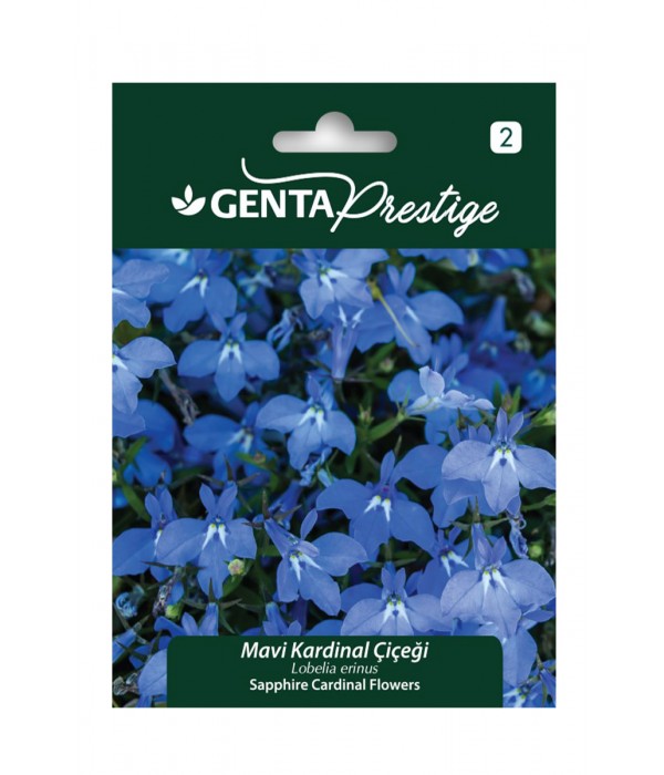 Genta - Mavi Kardinal Çiçeği Tohumu Genta - Mavi Kardinal Çiçeği Tohumu