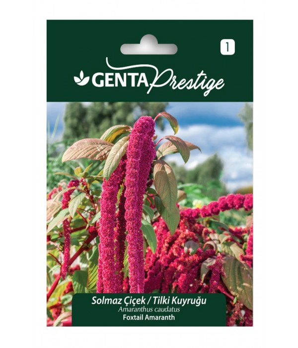 Genta - Solmaz Tilki Kuyruğu Çiçeği Tohumu
