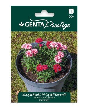 Genta - Karışık Renkli İri Çiçekli Karanfil Tohumu 0,8gr Genta - Karışık Renkli İri Çiçekli Karanfil Tohumu 0,8gr
