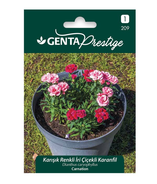Genta - Karışık Renkli İri Çiçekli Karanfil Tohumu