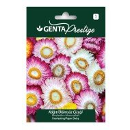 Genta - Karışık Renkli Kağıt - Ölümsüz Çiçeği Tohumu 1gr Genta - Karışık Renkli Kağıt - Ölümsüz Çiçeği Tohumu 1gr