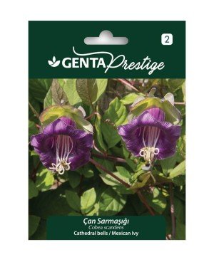 Genta - Çan Sarmaşığı Tırmanıcı Çiçek Tohumu 2gr