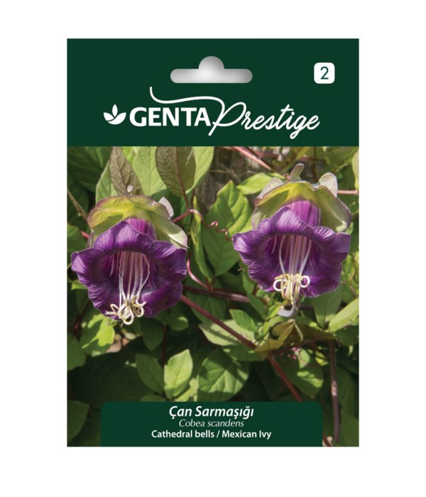 Genta - Çan Sarmaşığı Tırmanıcı Çiçek Tohumu
