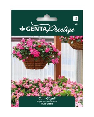Genta -  Cam Güzeli Gölge Çiçeği Tohumu