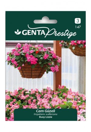 Genta -  Cam Güzeli Gölge Çiçeği Tohumu