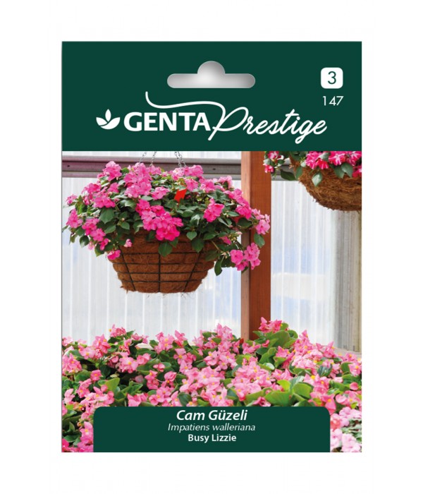 Genta - Cam Güzeli Gölge Çiçeği Tohumu Genta - Cam Güzeli Gölge Çiçeği Tohumu